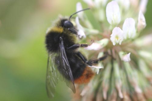 Bombus lapidarius